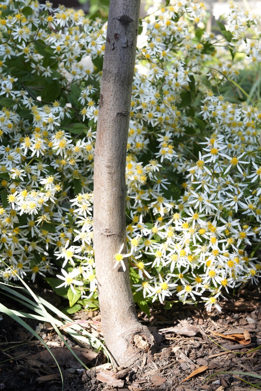 serviceberry trunk with whitewood aster flowers in the background