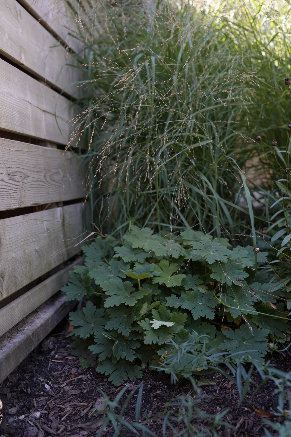 Switchgrass and bigroot geranium